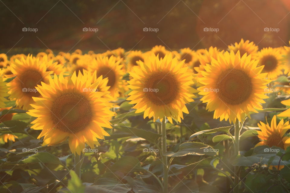 Sunlit sunflower field