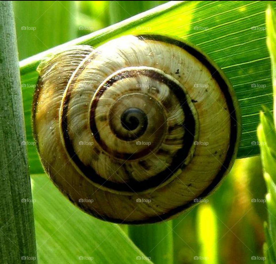 snail