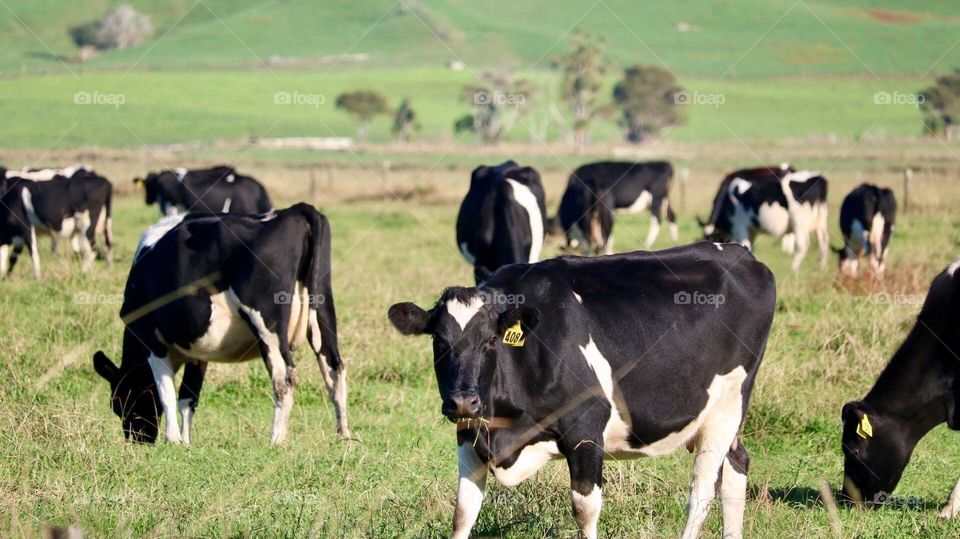 New Zealand cow
