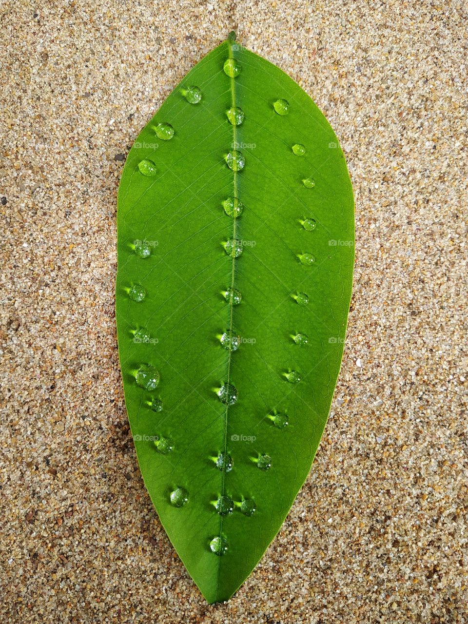 Drops of water on a green leaf on a sand background