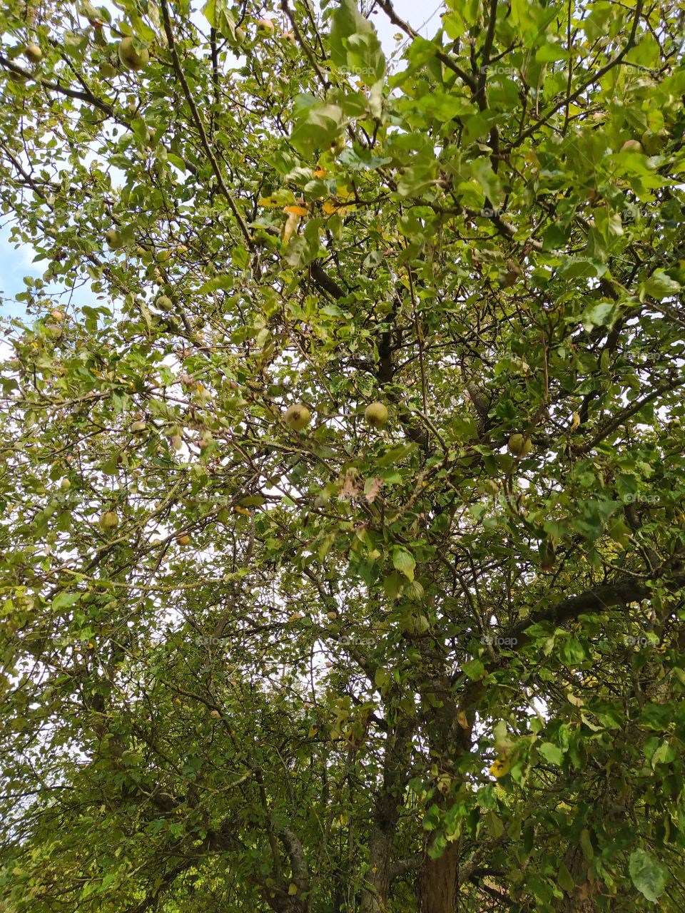 Apple tree