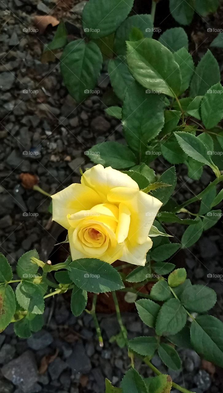 Soooo beautiful rose flower yellow colour flower is looks so pretty and looks both colours light and dark yellow rose is so beautiful