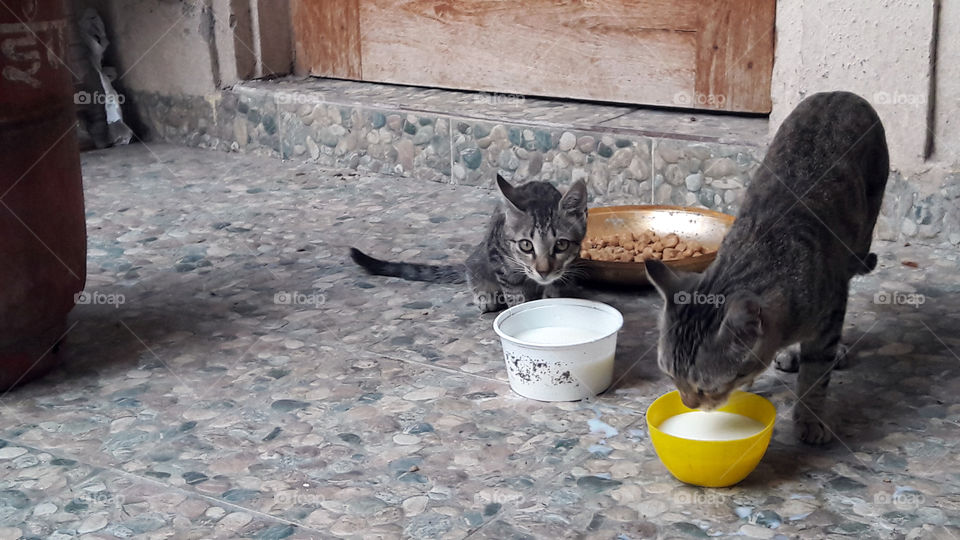 Cat and her kitten having their afternoon meal.