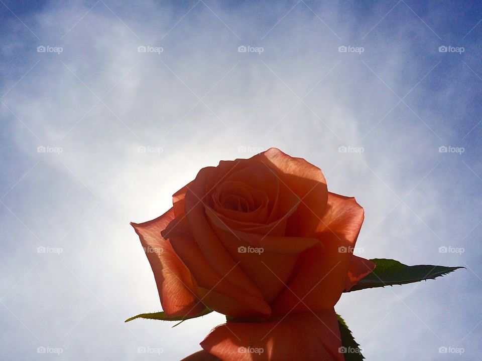 No Person, Flower, Nature, Sky, Rose