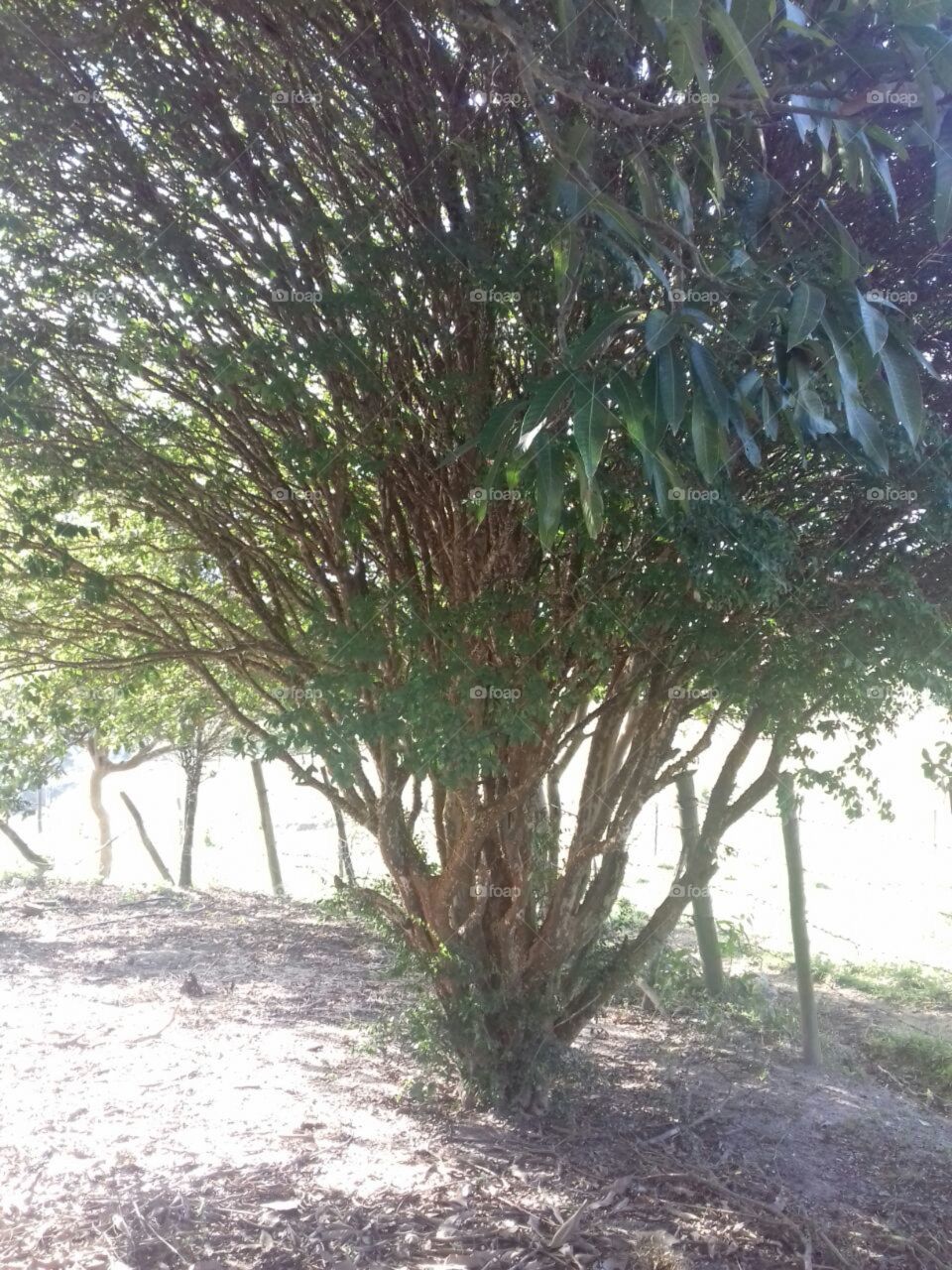 HD árvore