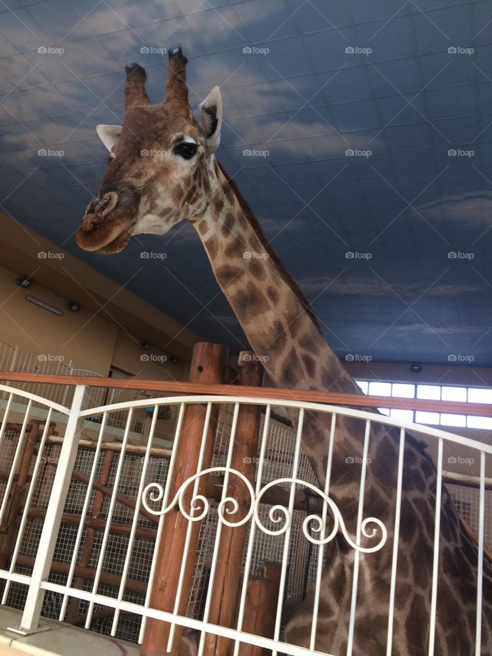 A giraffe in a petting zoo