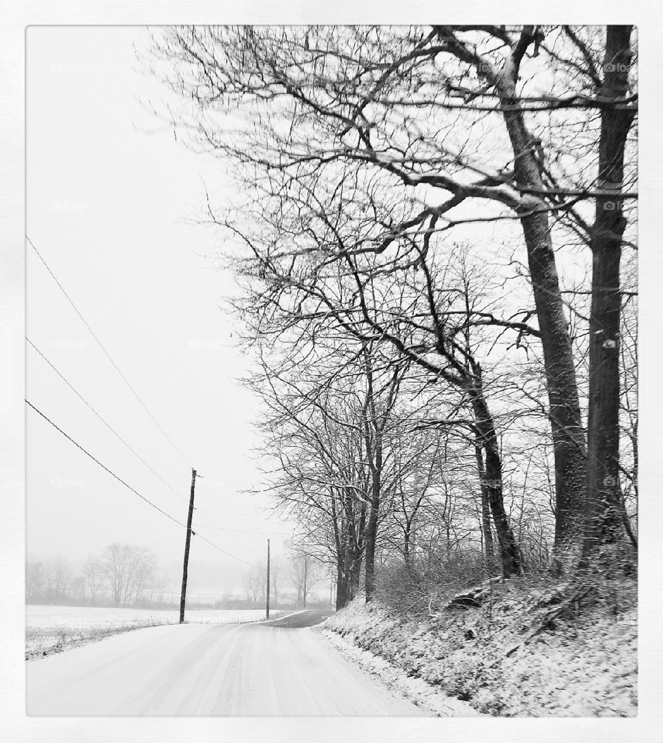snow and trees. natural black and white
