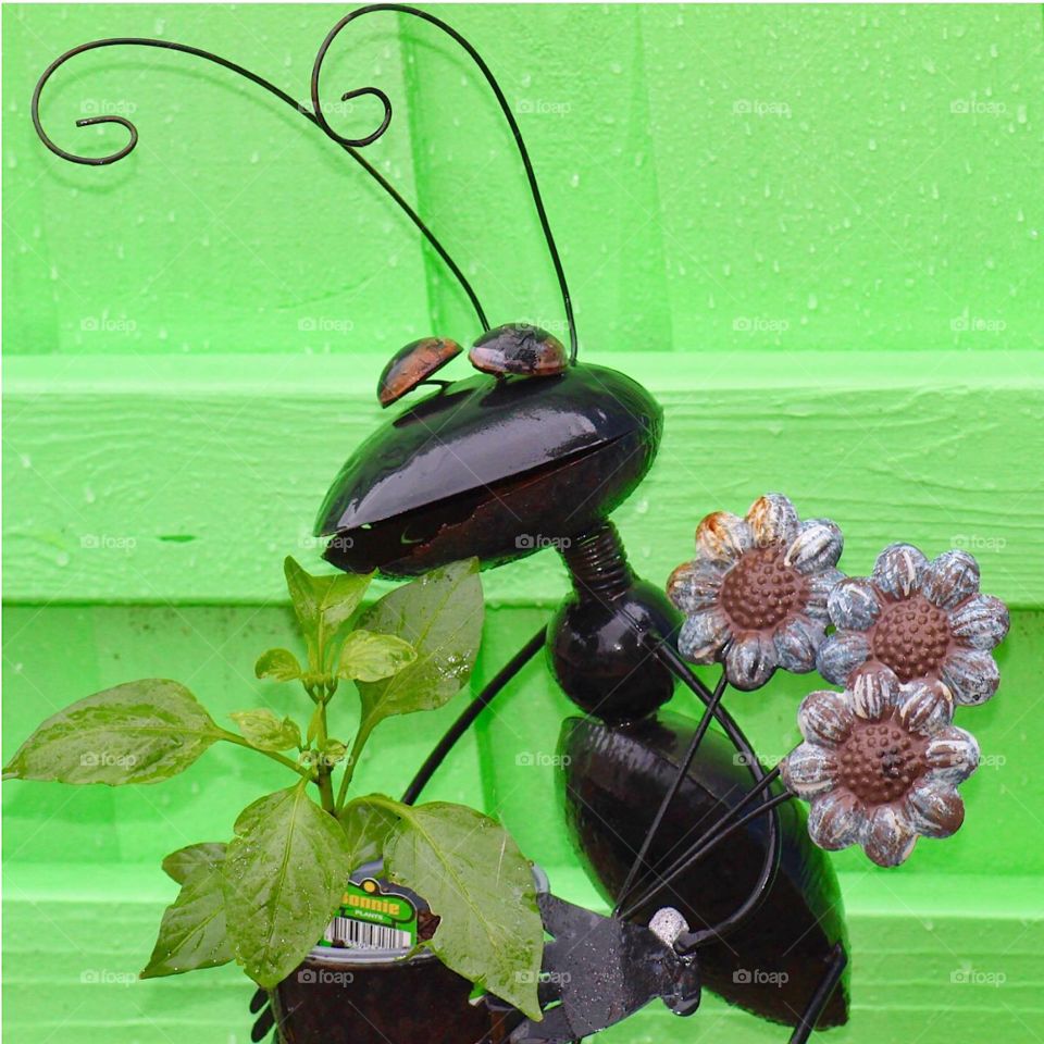 Giant ant hole a plant in front of a green background 🐜