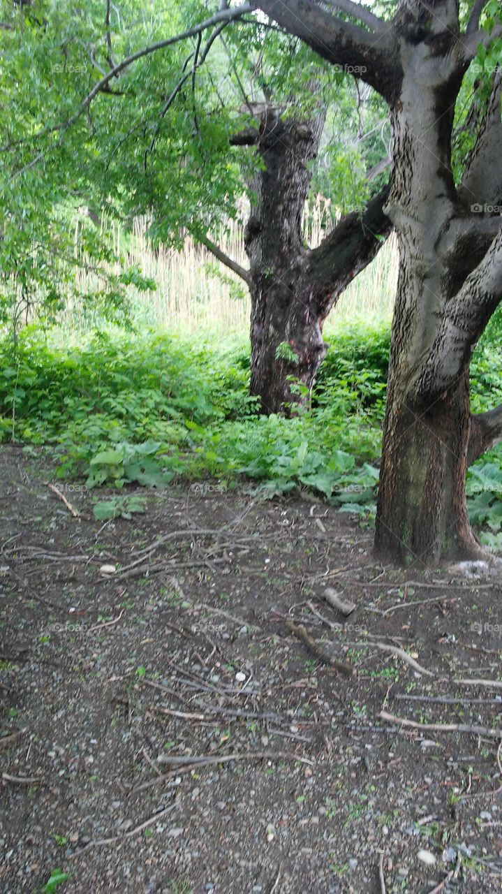 trees. spring. fresh. calm