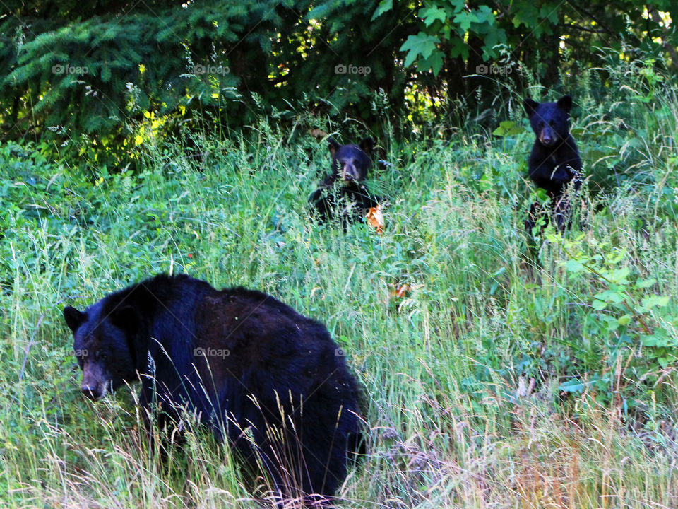 Just outside of town we spotted a momma bear & her two cubs on the side of the road. Momma was feeding, never straying from the cubs. The cubs were extremely curious at the two cars that stopped. Luckily managed to grab some shots before they left!🐻