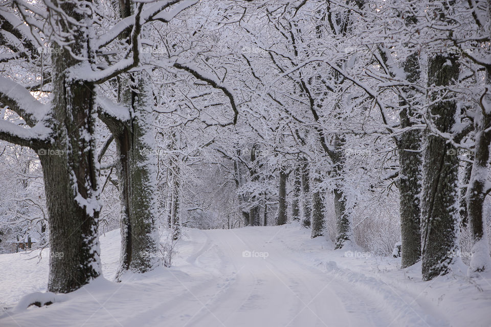 Snowy alley and rural road in cold winter day