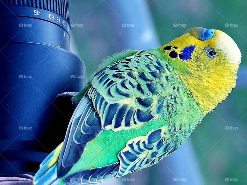 Beautiful parrot stage at camera roll