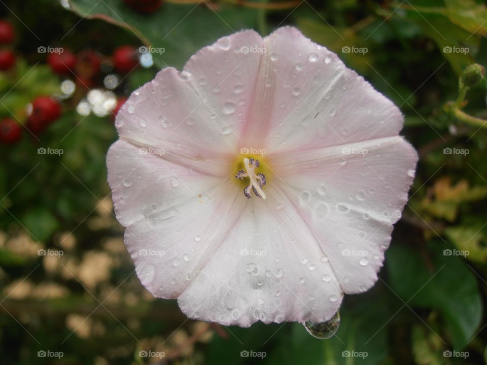 Raindrops On A Pink Bindweed Flower