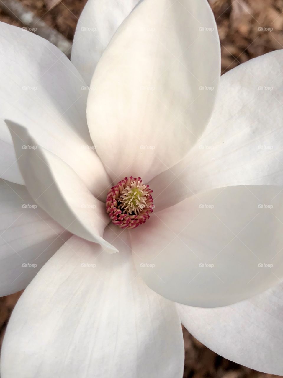 Magnolia blossom 