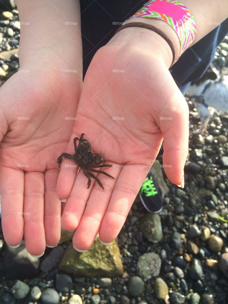 A young girl holding a crab in her palms on a beach.