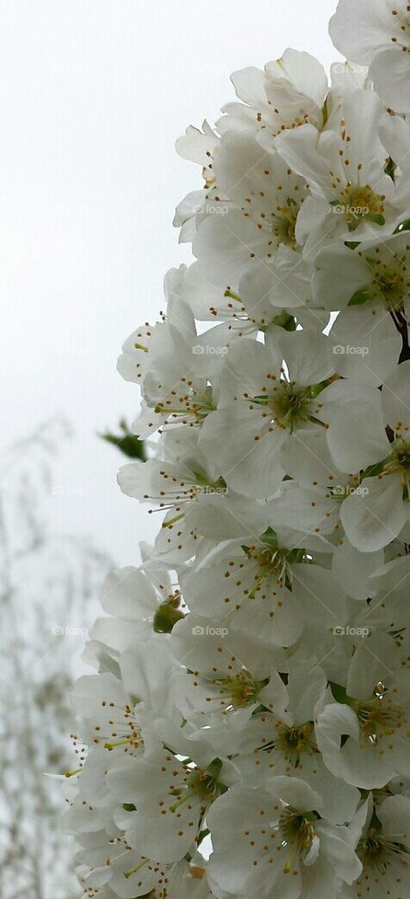 Pear Blossom