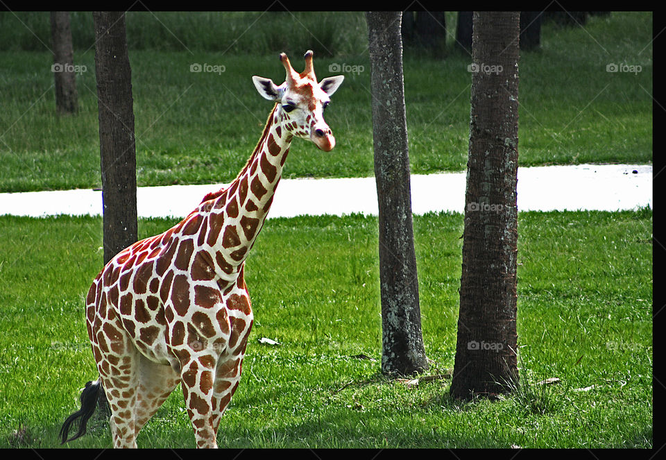 Just a giraffe going about his day!