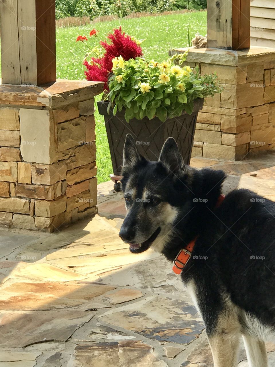 Husky/shepherd mix on the porch 