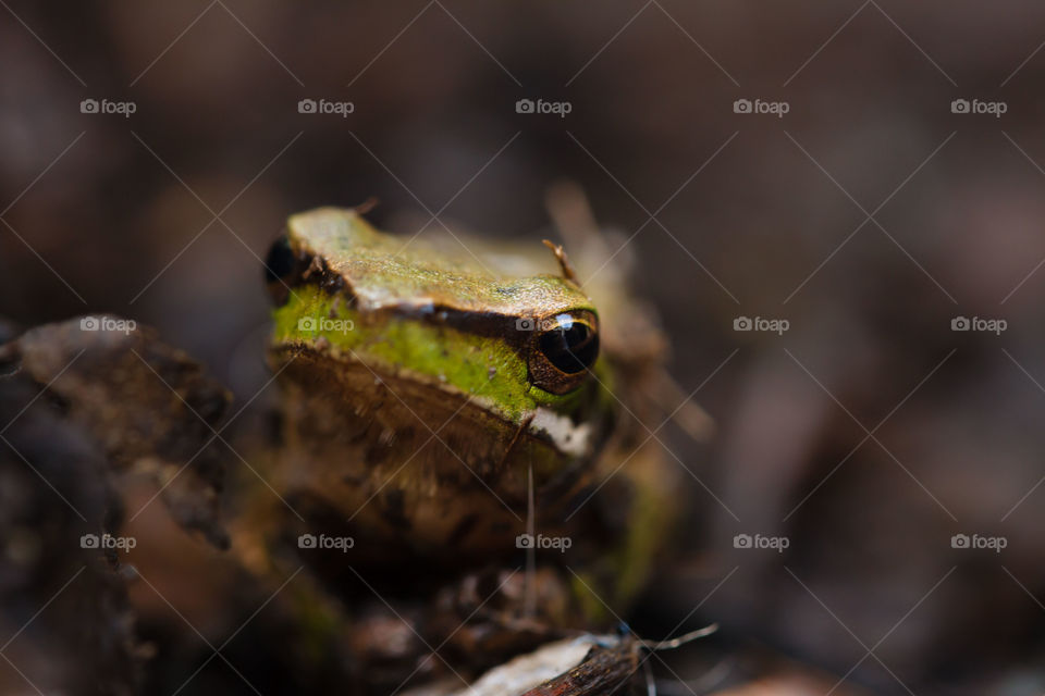 Small Green Tree Frog 