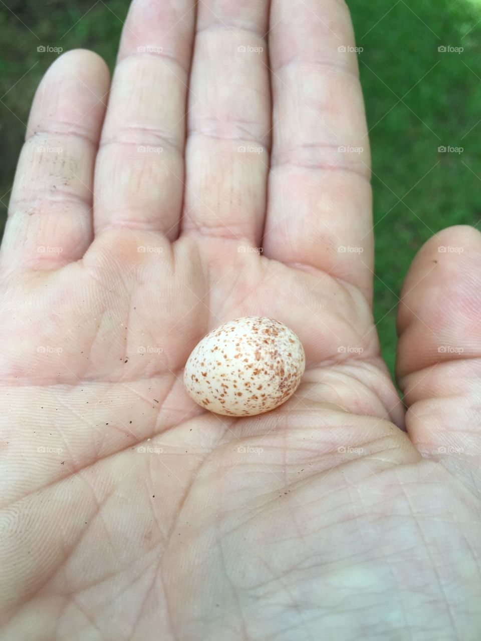 Bird egg