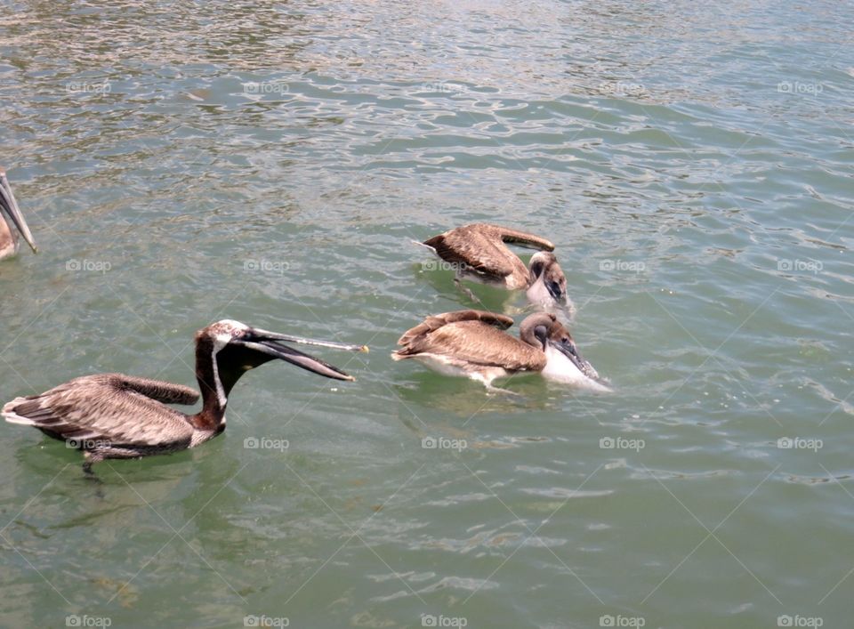 Pelicans eating