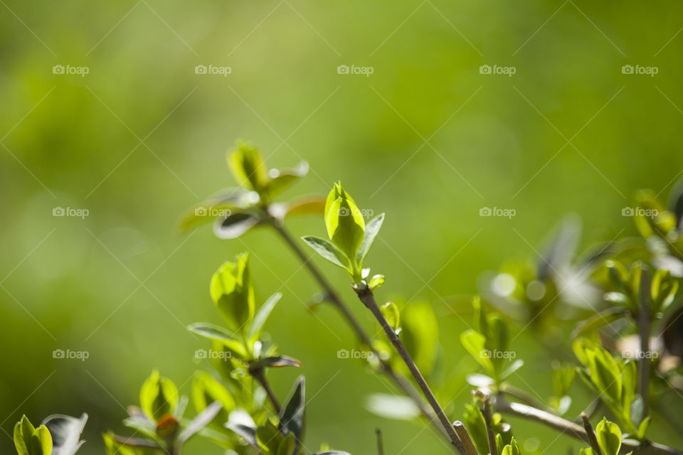 young branch with green leafs