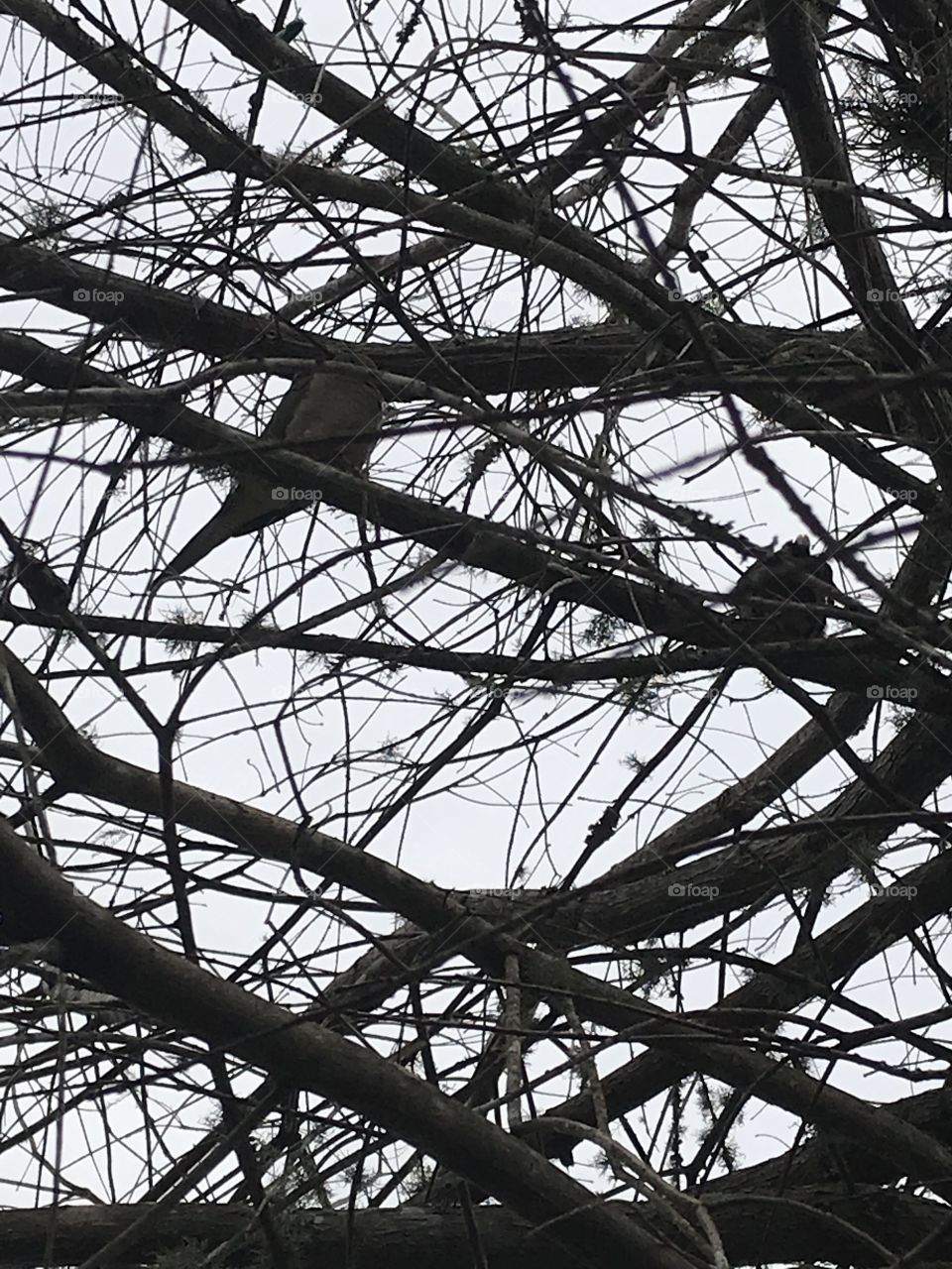 Bird in a tree after fall