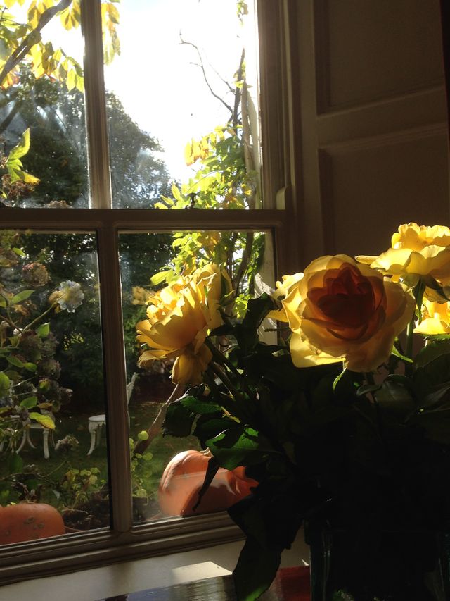 Window view
