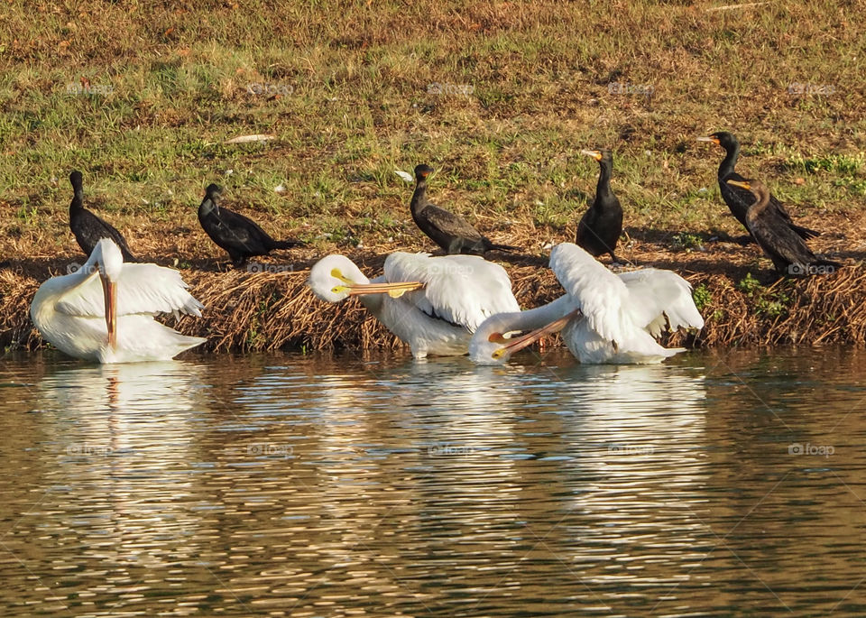 Pelicans preening with Cormorants behind them