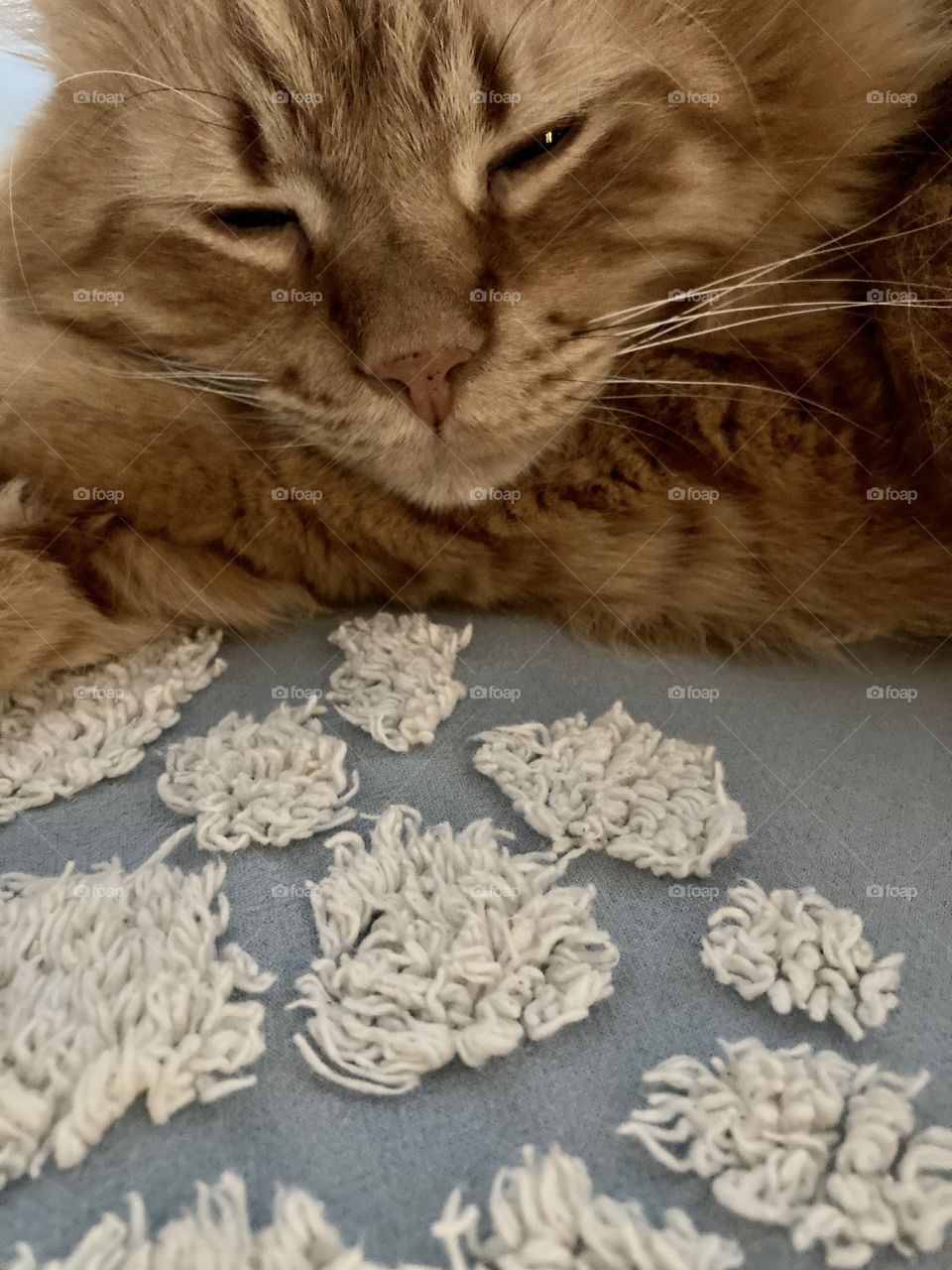 Picture of cat’s head while orange cat is resting on bed with blue and white bedspread