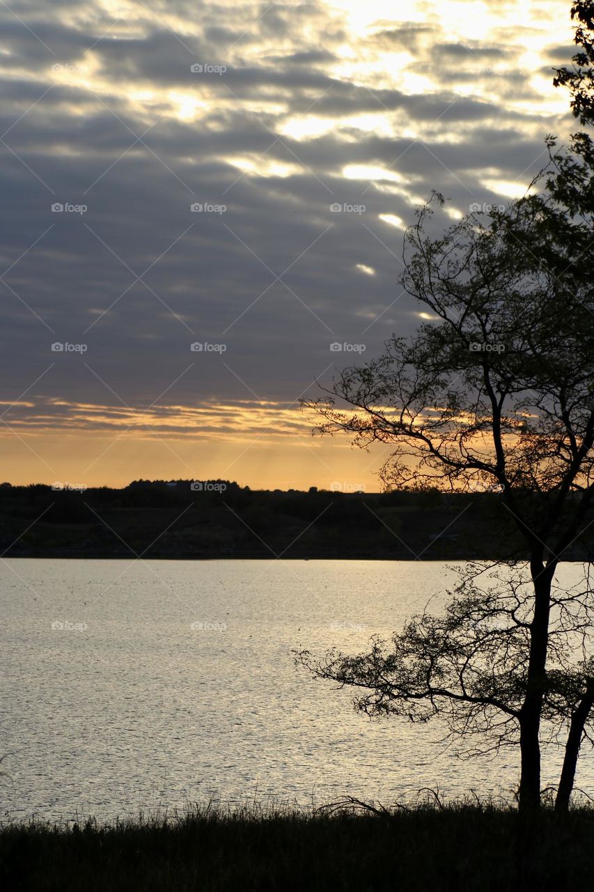 Silhouette of a tree at sunset near Lake
