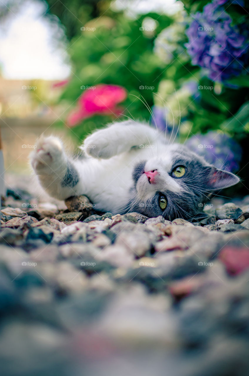 playful cat among the grass