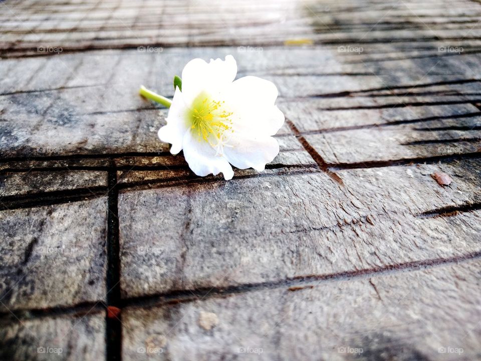 fallen small flower