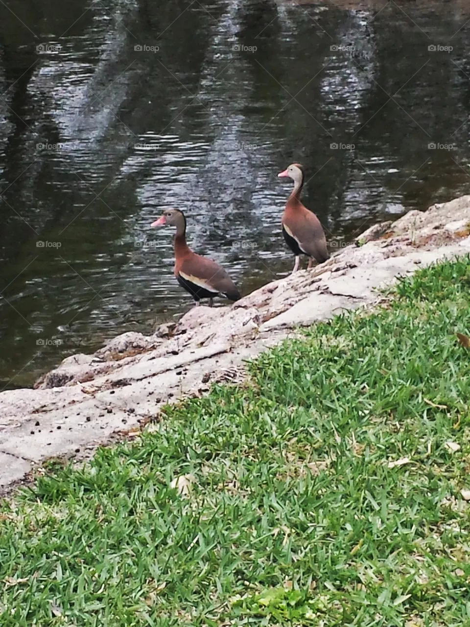 Duck