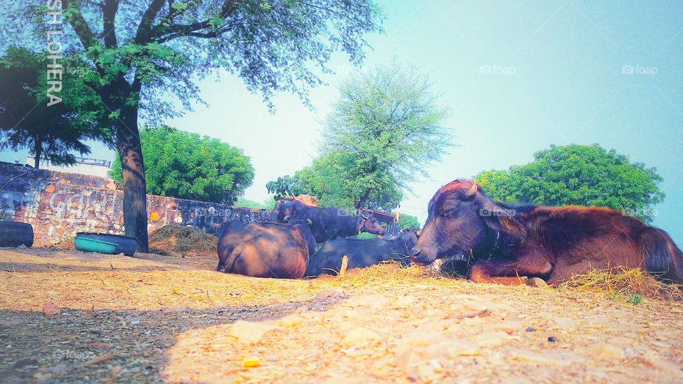 mobile series: animals