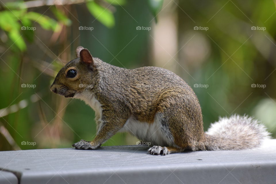 Came across this little squirrel on a walk and it stopped for a photo shoot