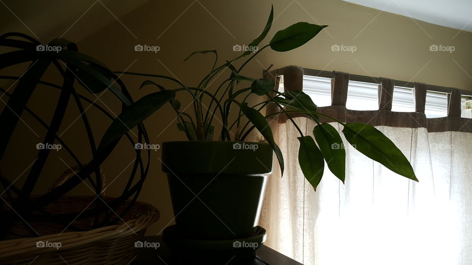 shadowy plant at the window with decorative sphere