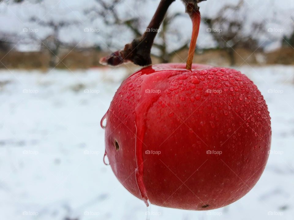 Winter apple