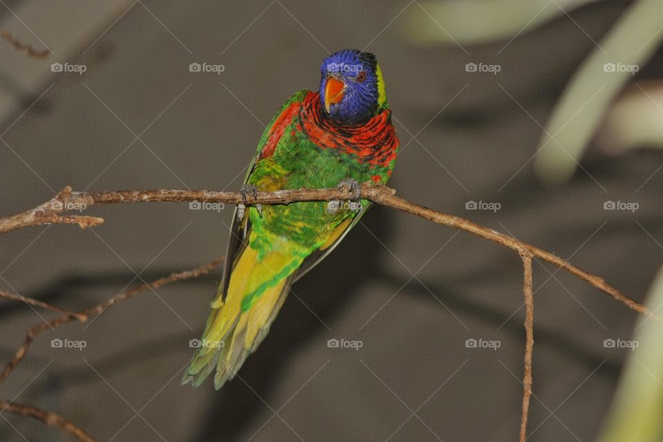 Macaw parrot on the tree branch