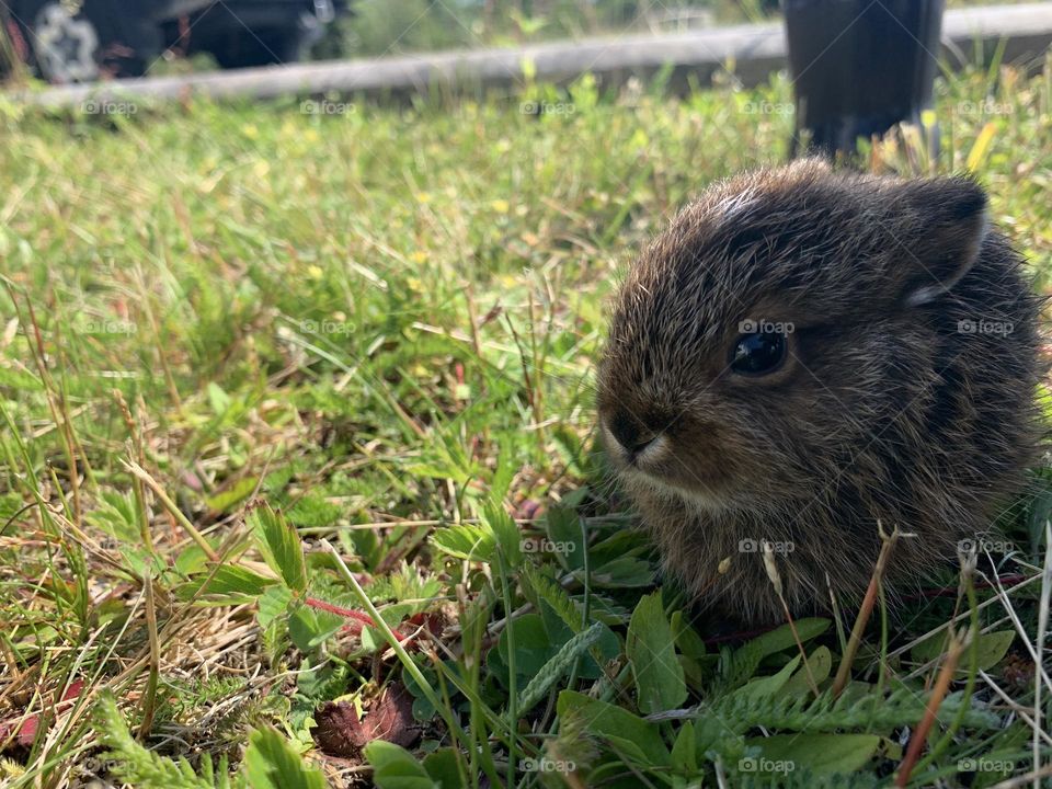 Baby bunny 