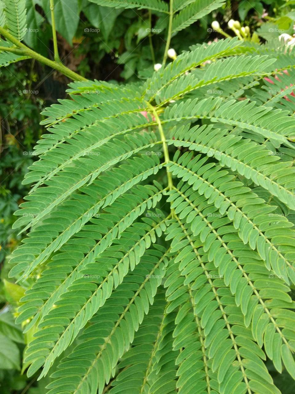 green leaves in the garden