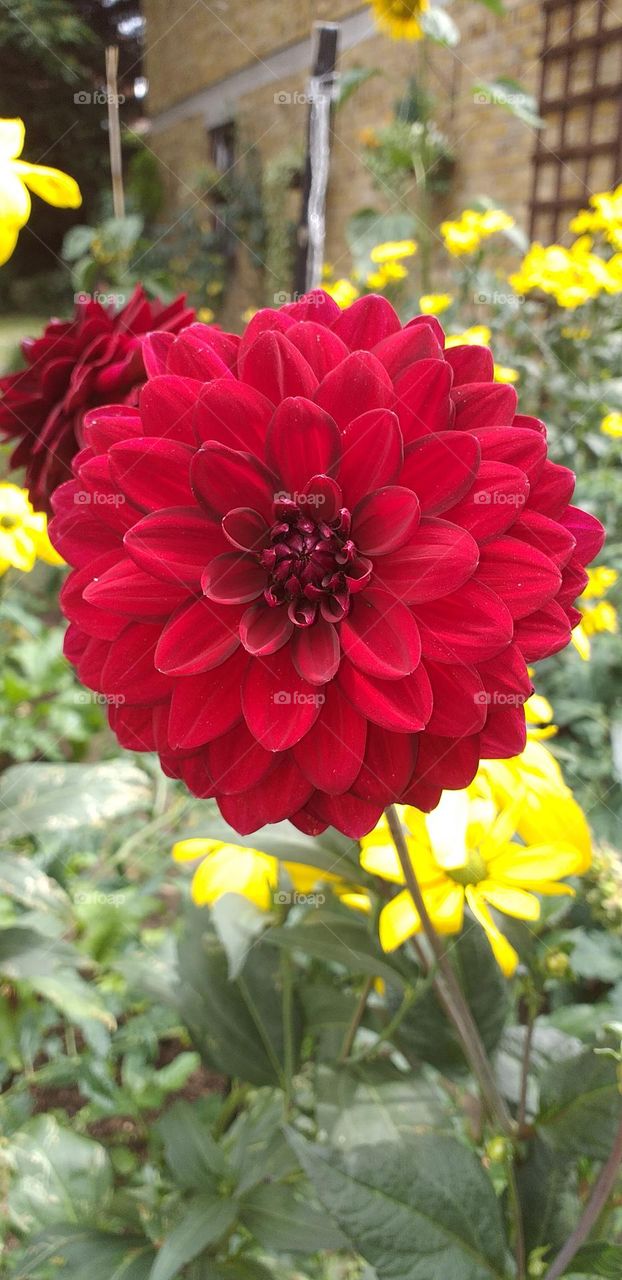 beautiful red flower