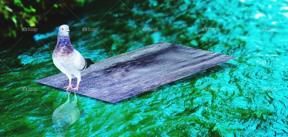 pigeons on wooden boards drifting in river water