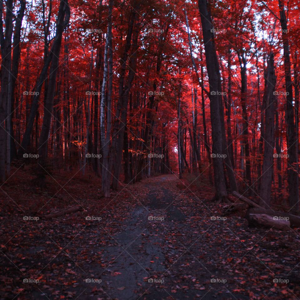 Eerie forest. I went hiking through the forest around dusk and got this shot. 