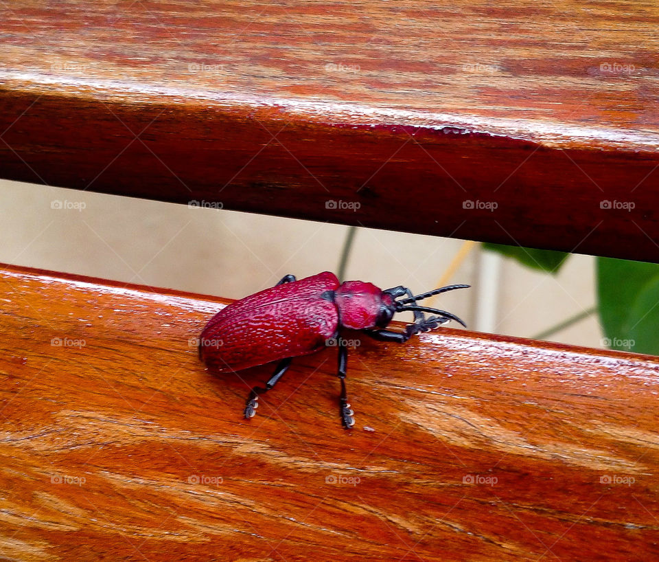 bug, insect, animals, wood, inseto
