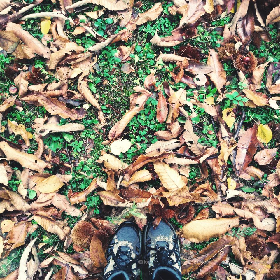 High angle of dry leaf and grass