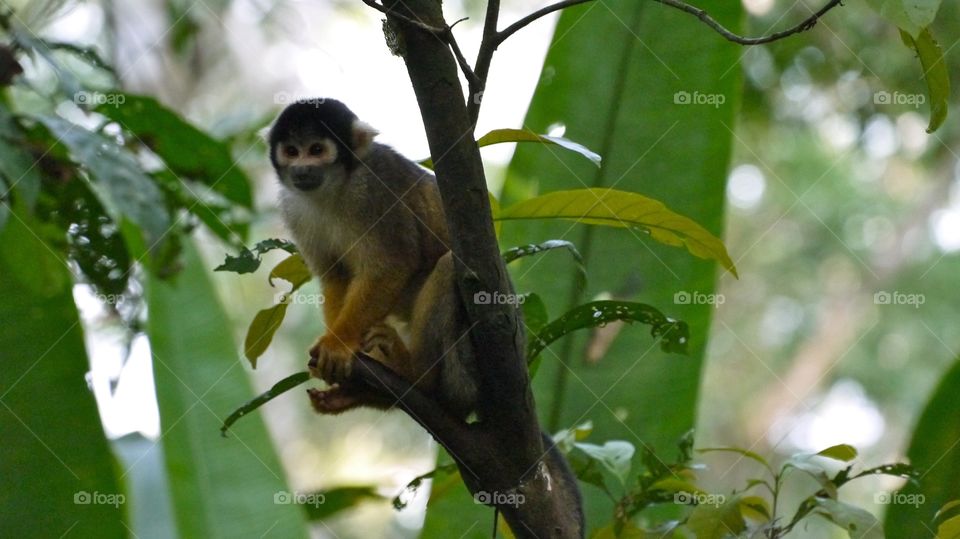 Monkey, Wildlife, Primate, Nature, Tree