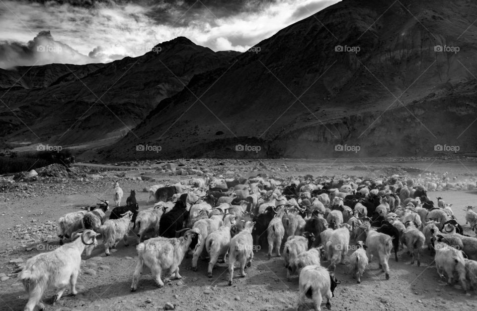 beautiful monochrome landscape of Ladakh, India