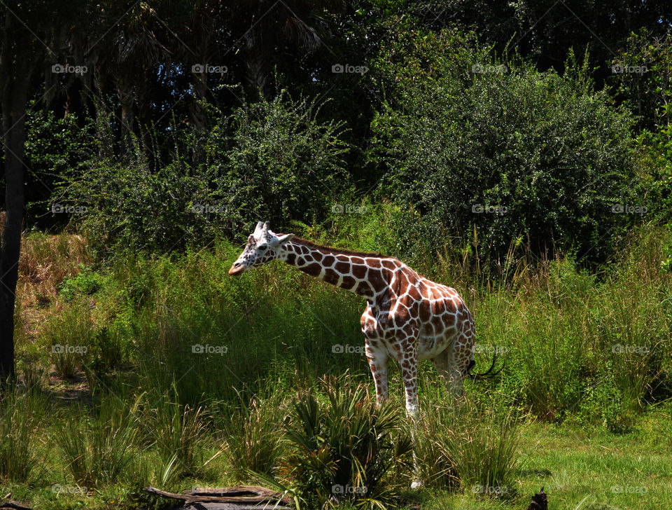 A lone giraffe