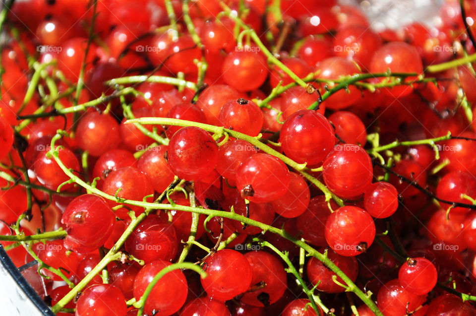 Red currant 